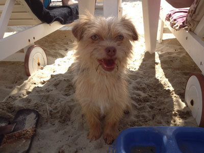 Χαρίζεται η παιχνιδιάρα Ελίζα